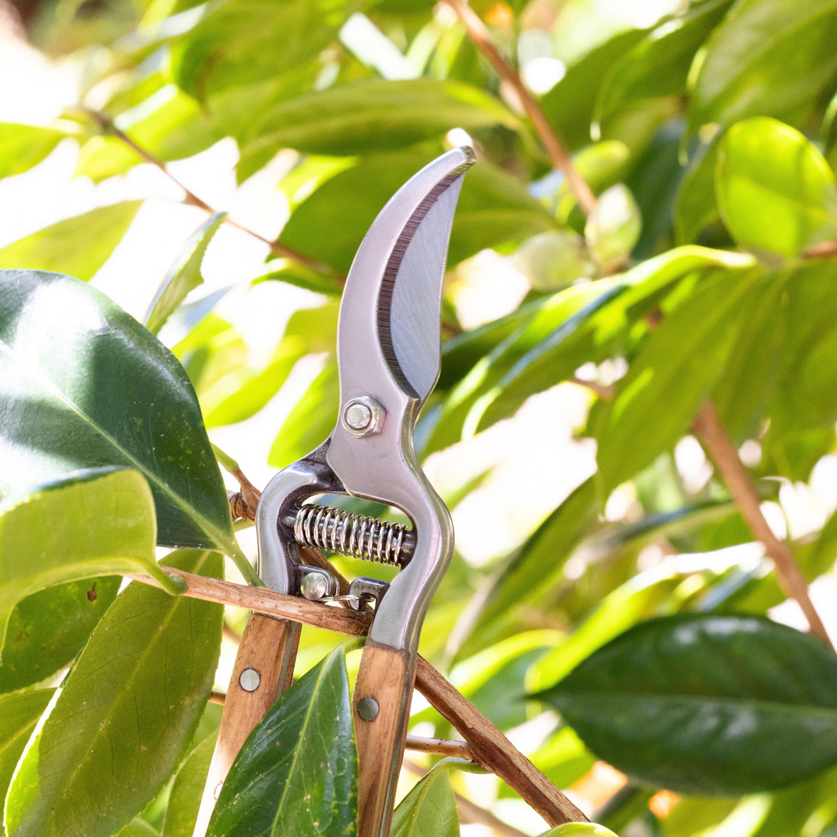 Vergelegen Pruning Shears